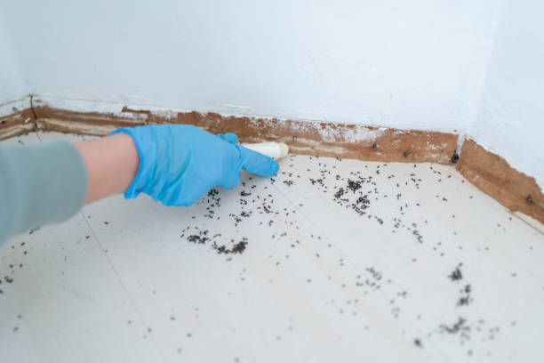 Best Cockroach Control Services  in Waterman, IL